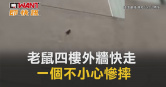圖說-老鼠四樓外牆快走　一個不小心慘摔