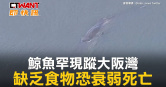 圖說-鯨魚罕現蹤大阪灣　缺乏食物恐衰弱死亡