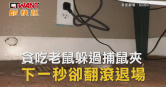 圖說-貪吃老鼠躲過捕鼠夾　下一秒卻翻滾退場