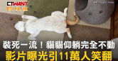 圖說-裝死一流！貓貓仰躺完全不動　影片曝光引11萬人笑翻