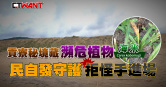 圖說-貢寮絕美秘境藏消失1世紀瀕危植物　民自發守護拒怪手進場