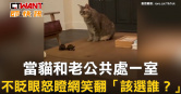 圖說-當貓和老公共處一室　不眨眼怒瞪網笑翻「該選誰？」