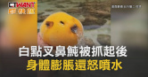 圖說-白點叉鼻魨被抓起後　身體膨脹還怒噴水