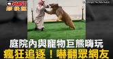 圖說-庭院內與寵物巨熊嗨玩　瘋狂追逐！嚇翻眾網友