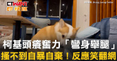 圖說-柯基頭癢奮力「彎身舉腿」　搔不到自暴自棄！反應笑翻網