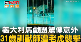 圖說-義大利馬戲團驚傳意外　31歲訓獸師遭老虎襲擊