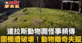 圖說-達拉斯動物園怪事頻傳　圍欄遭破壞！動物離奇失蹤