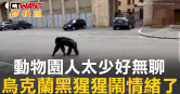 圖說-動物園人太少好無聊　烏克蘭黑猩猩鬧情緒了