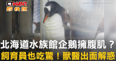 圖說-北海道水族館企鵝擁腹肌？　飼育員也吃驚！獸醫出面解惑