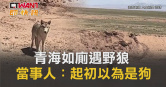 圖說-青海如廁遇野狼　當事人：起初以為是狗
