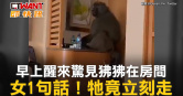 圖說-早上醒來驚見狒狒在房間　女1句話！牠竟立刻走