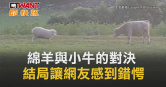 圖說-綿羊與小牛的對決　結局讓網友感到錯愕
