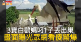 圖說-3寶白鸛媽叼1子丟出巢　畫面曝光眾網看傻驚爆
