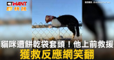 圖說-貓咪遭餅乾袋套頭！他上前救援　獲救反應網笑翻