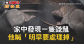 圖說-家中發現一隻錢鼠　他喊「明早要處理掉」