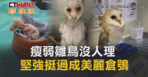 圖說-瘦弱雛鳥沒人理　堅強挺過成美麗倉鴞