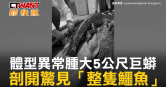 圖說-體型異常腫大5公尺巨蟒　剖開驚見「整隻鱷魚」