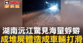 圖說-湖南沅江驚見海量蜉蝣　成堆屍體造成車輛打滑