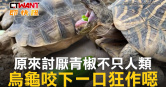 圖說-原來討厭青椒不只人類　烏龜咬下一口狂作噁