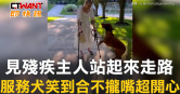 圖說-見殘疾主人站起來走路　服務犬笑到合不攏嘴超開心