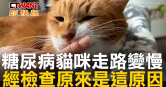 圖說-糖尿病貓咪走路變慢　經檢查原來是這原因