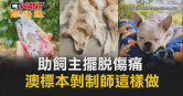 圖說-助飼主擺脫傷痛　澳標本剝制師這樣做
