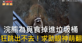圖說-浣熊為覓食掉進垃圾桶　狂跳出不去！求助眼神萌翻