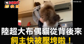圖說-陸超大布偶貓從背後來　飼主快被壓垮啦！