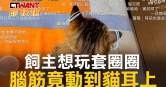 圖說-飼主想玩套圈圈　腦筋竟動到貓耳上