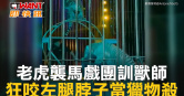 圖說-老虎襲馬戲團訓獸師  狂咬左腿脖子當獵物殺