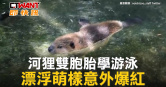 圖說-河狸雙胞胎學游泳　漂浮萌樣意外爆紅