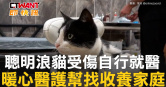 圖說-聰明浪貓受傷自行就醫　暖心醫護幫找收養家庭
