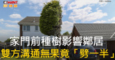 圖說-家門前種樹影響鄰居　雙方溝通無果竟「劈一半」