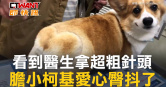 圖說-看到醫生拿超粗針頭　膽小柯基愛心臀抖了