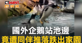 圖說-國外企鵝站池邊　竟遭同伴推落跌出家園