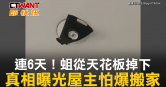 圖說-連6天！蛆從天花板掉下　真相曝光屋主怕爆搬家