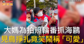圖說-大媽為拍照輪番抓海鷗　見鳥掙扎竟笑鬧稱「可愛」