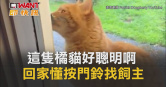 圖說-這隻橘貓好聰明啊　回家懂按門鈴找飼主
