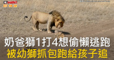 圖說-奶爸獅1打4想偷懶逃跑  被幼獅抓包跑給孩子追