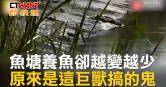 圖說-魚塘養魚卻越變越少　原來是大蟒蛇搞的鬼