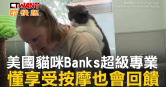 圖說-美國貓咪Banks超級專業　懂享受按摩也會回饋