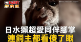 圖說-日水獺超愛同伴腳掌　連飼主都看傻了眼