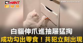 圖說-白貓伸爪進抽屜猛掏　成功勾出零食！共犯立刻出現