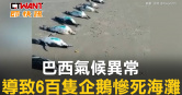 圖說-巴西氣候異常　導致6百隻企鵝慘死海灘