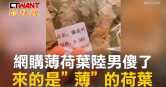圖說-網購薄荷葉陸男傻了　來的是薄的荷葉