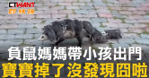 圖說-負鼠媽媽帶小孩出門　寶寶掉了沒發現囧啦
