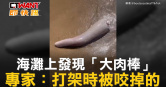 圖說-海灘上發現「大肉棒」　專家：打架時被咬掉的