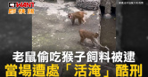 圖說-老鼠偷吃猴子飼料被逮　當場遭處「活淹」酷刑