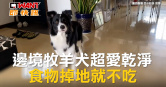 圖說-邊境牧羊犬超愛乾淨　食物掉地就不吃