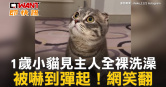 圖說-1歲小貓見主人全裸洗澡　被嚇到彈起！網笑翻